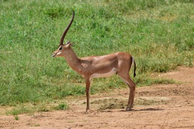 Ulusal Park 'ta antiloplar Tsavo Doğu, Tsavo Batı ve Kenya' da Amboseli