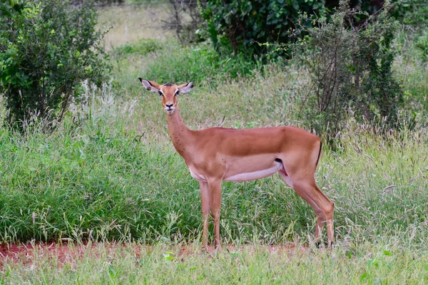 Antelopes Στο Εθνικό Πάρκο Tsavo East Tsavo West Και Amboseli — Φωτογραφία Αρχείου