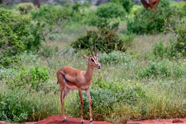 Antelopes Parque Nacional Tsavo Leste Tsavo Oeste Amboseli Quênia — Fotografia de Stock