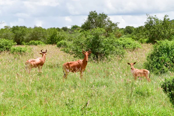 Antylopy Parku Narodowym Tsavo East Tsavo West Amboseli Kenii — Zdjęcie stockowe