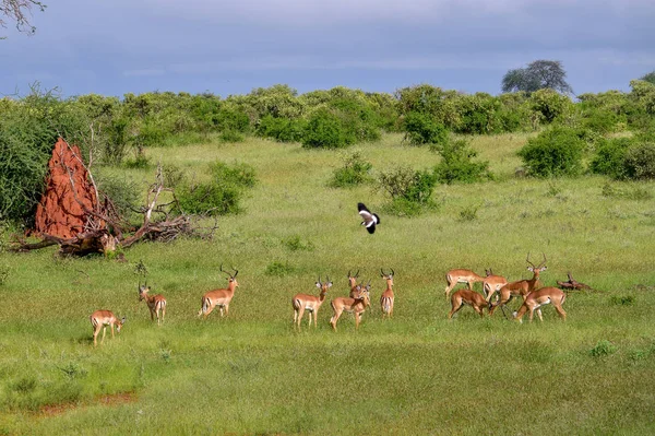 Antelopes in the National Park Tsavo East, Tsavo West and Amboseli in Kenya