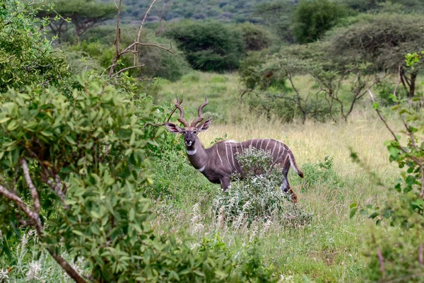 Antelopes Στο Εθνικό Πάρκο Tsavo East Tsavo West Και Amboseli — Φωτογραφία Αρχείου