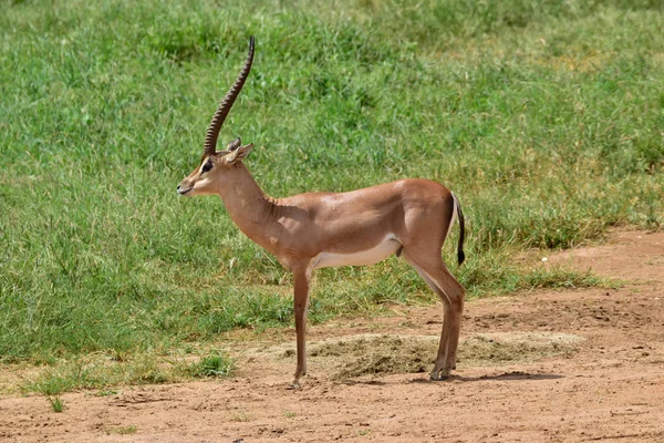 Antylopy Parku Narodowym Tsavo East Tsavo West Amboseli Kenii — Zdjęcie stockowe