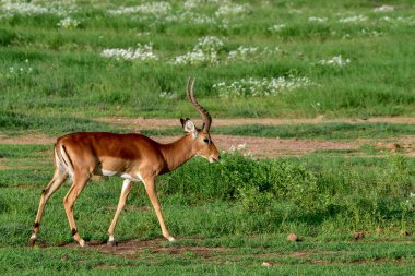 Ulusal Park 'ta antiloplar Tsavo Doğu, Tsavo Batı ve Kenya' da Amboseli