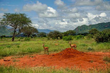 Antelopes in the National Park Tsavo East, Tsavo West and Amboseli in Kenya clipart