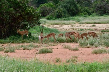 Ulusal Park 'ta antiloplar Tsavo Doğu, Tsavo Batı ve Kenya' da Amboseli