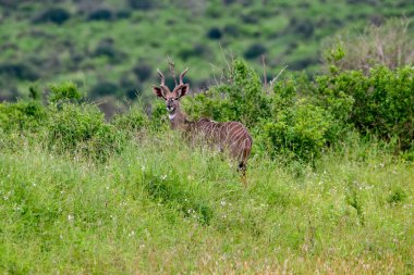 Ulusal Park 'ta antiloplar Tsavo Doğu, Tsavo Batı ve Kenya' da Amboseli