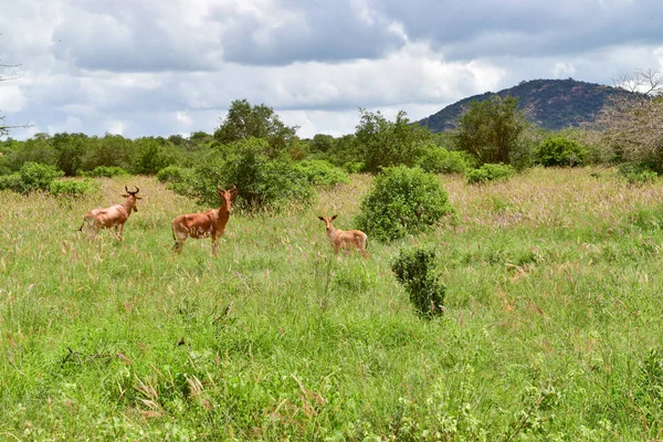 Antelopes Στο Εθνικό Πάρκο Tsavo East Tsavo West Και Amboseli — Φωτογραφία Αρχείου