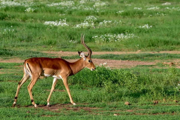 Antylopy Parku Narodowym Tsavo East Tsavo West Amboseli Kenii — Zdjęcie stockowe