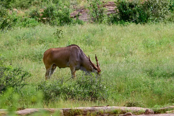 Antelopes Parque Nacional Tsavo Leste Tsavo Oeste Amboseli Quênia — Fotografia de Stock