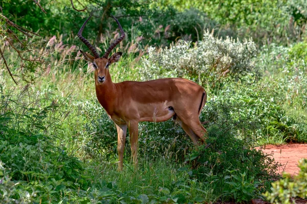 Antilopes Dans Parc National Tsavo East Tsavo West Amboseli Kenya — Photo