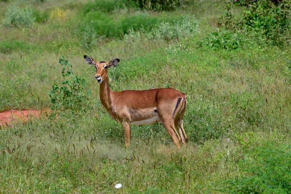 Ulusal Park Antiloplar Tsavo Doğu Tsavo Batı Kenya Amboseli — Stok fotoğraf