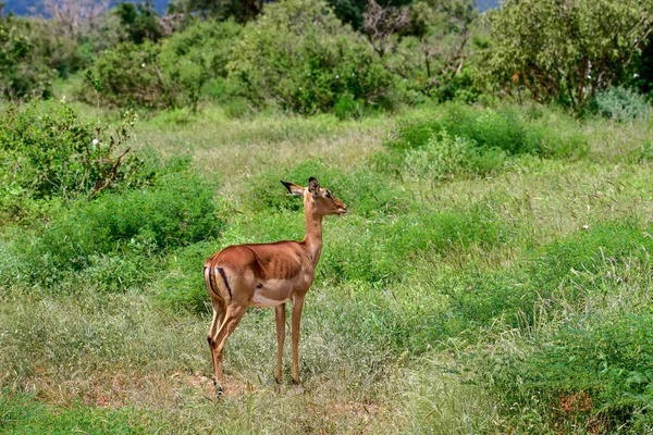 Ulusal Park Antiloplar Tsavo Doğu Tsavo Batı Kenya Amboseli — Stok fotoğraf