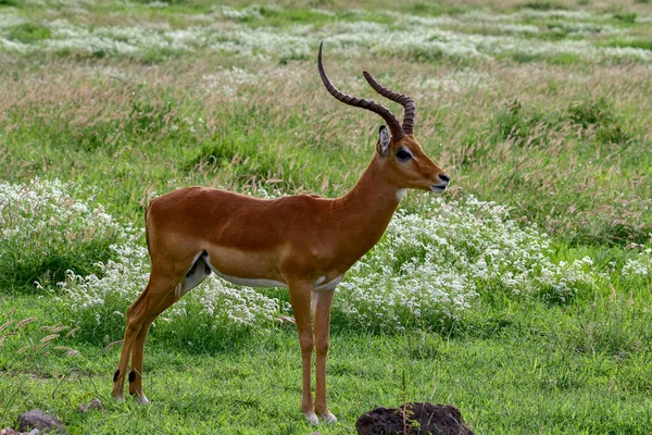 Antelopes Parque Nacional Tsavo Leste Tsavo Oeste Amboseli Quênia — Fotografia de Stock