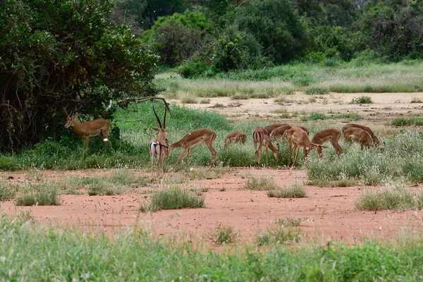 Antilopen Nationalpark Tsavo Ost Tsavo West Und Amboseli Kenia — Stockfoto