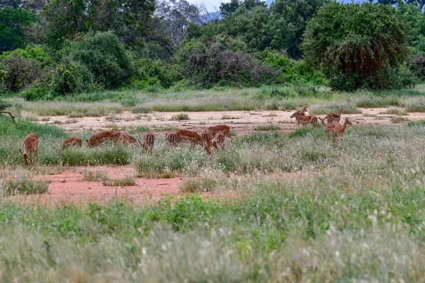 Антелопи Національному Парку Цаво Схід Цаво Захід Амбоселі Кенії — стокове фото