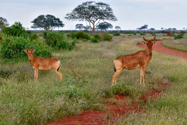 Antelopes National Park Tsavo East Tsavo West Amboseli Kenya — Stock Photo, Image