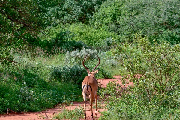 Antylopy Parku Narodowym Tsavo East Tsavo West Amboseli Kenii — Zdjęcie stockowe