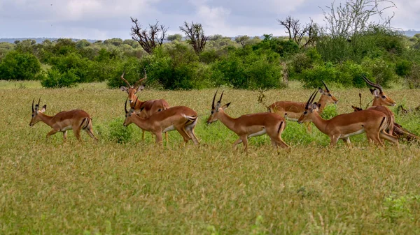 Antylopy Parku Narodowym Tsavo East Tsavo West Amboseli Kenii — Zdjęcie stockowe