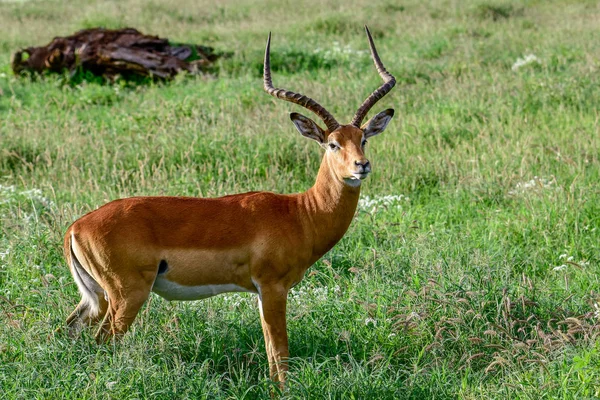 Antelopes Parque Nacional Tsavo Leste Tsavo Oeste Amboseli Quênia — Fotografia de Stock