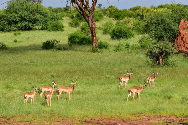 Антелопи Національному Парку Цаво Схід Цаво Захід Амбоселі Кенії — стокове фото
