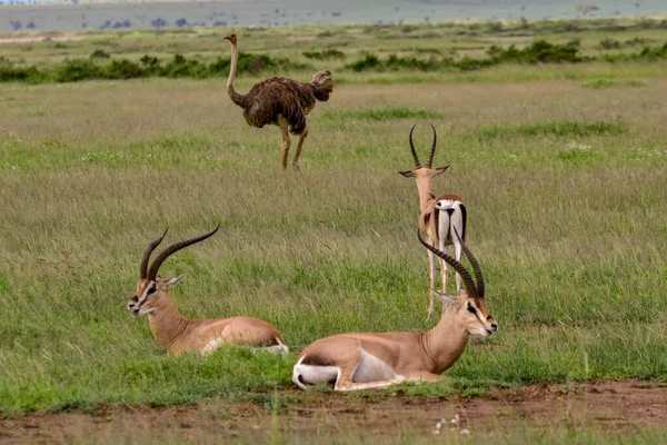 Antilopen Het Nationaal Park Tsavo East Tsavo West Amboseli Kenia — Stockfoto