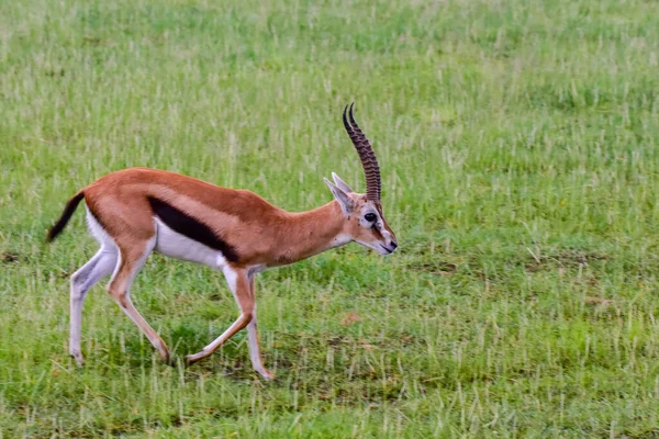 Antelopes in the National Park Tsavo East, Tsavo West and Amboseli in Kenya