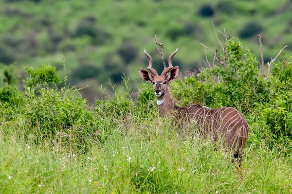 Antilopes Dans Parc National Tsavo East Tsavo West Amboseli Kenya — Photo
