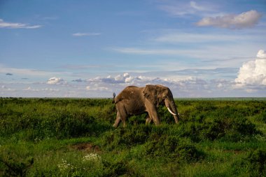Kenya 'daki Amboseli Milli Parkı' ndaki filler