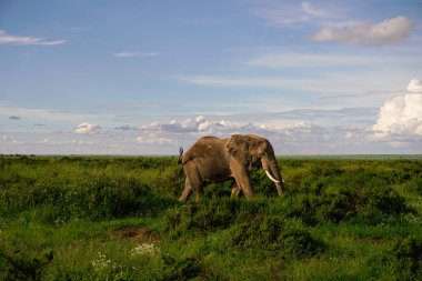 Kenya 'daki Amboseli Milli Parkı' ndaki filler