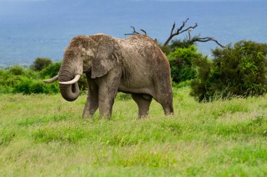 Kenya 'daki Amboseli Milli Parkı' ndaki filler