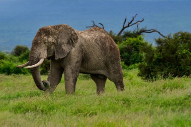 Kenya 'daki Amboseli Milli Parkı' ndaki filler