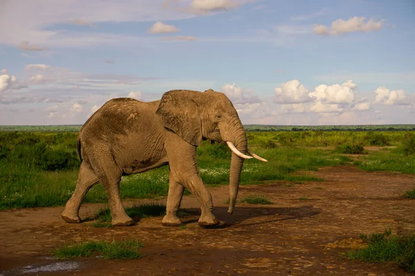 Elefantes Parque Nacional Amboseli Kenia — Foto de Stock