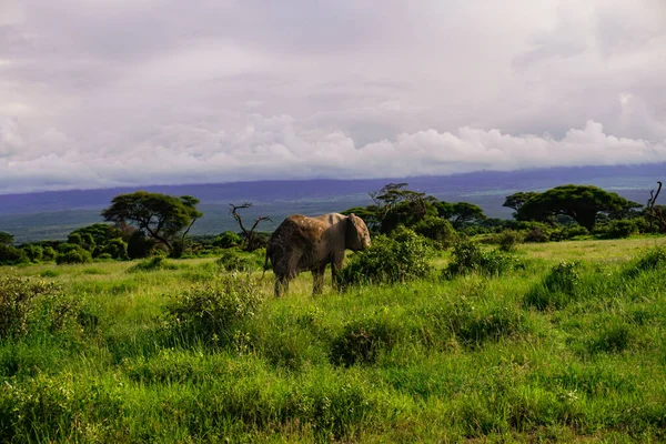 Les Éléphants Dans Parc National Amboseli Kenya — Photo