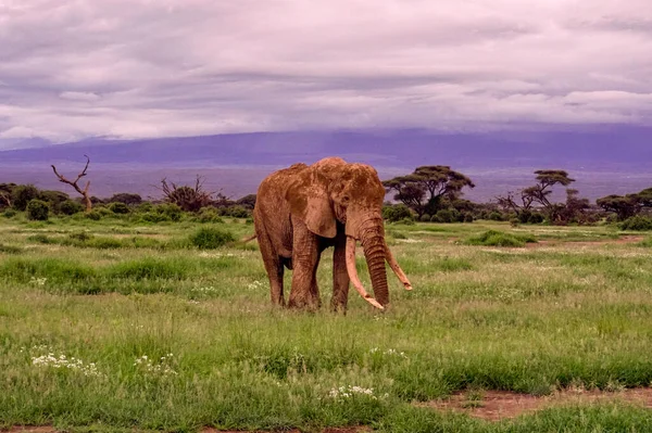 Kenya Daki Amboseli Milli Parkı Ndaki Filler — Stok fotoğraf