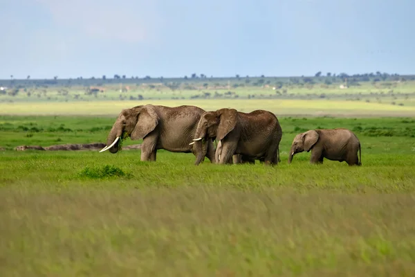 Elefanter Amboselis Nationalpark Kenya — Stockfoto