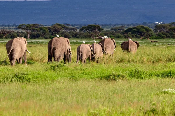 Ελέφαντες Στο Εθνικό Πάρκο Amboseli Στην Κένυα — Φωτογραφία Αρχείου