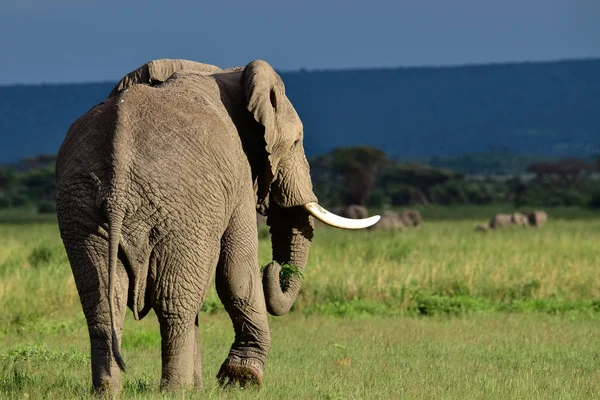 Les Éléphants Dans Parc National Amboseli Kenya — Photo