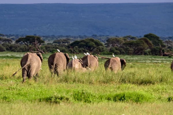 Elefantes Parque Nacional Amboseli Kenia — Foto de Stock