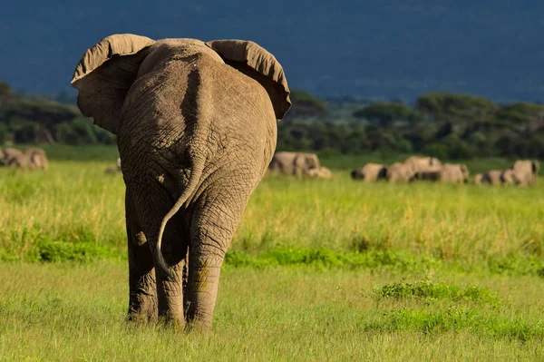 Sloni Národním Parku Amboseli Keni — Stock fotografie