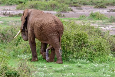Kenya 'daki Amboseli Milli Parkı' ndaki filler