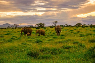 Kenya 'daki Amboseli Milli Parkı' ndaki filler