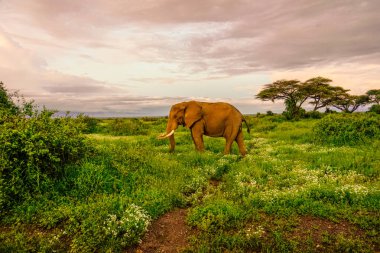 Kenya 'daki Amboseli Milli Parkı' ndaki filler