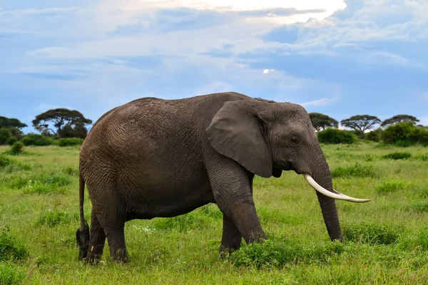 Elefantes Parque Nacional Amboseli Quênia — Fotografia de Stock