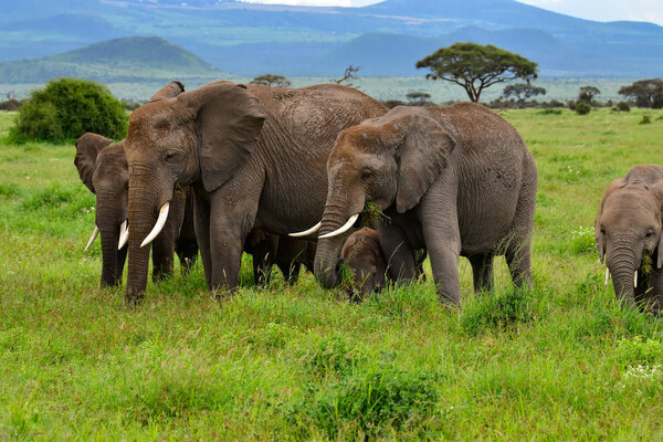 Elephants in the Amboseli National Park in Kenya