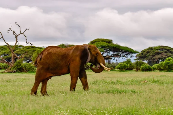 Kenya Daki Amboseli Milli Parkı Ndaki Filler — Stok fotoğraf