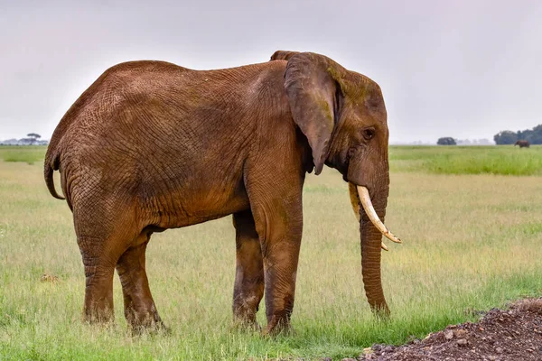 Kenya Daki Amboseli Milli Parkı Ndaki Filler — Stok fotoğraf