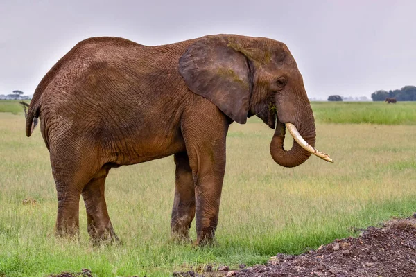 Слони Національному Парку Амбоселі Кенія — стокове фото