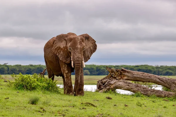 Słonie Parku Narodowym Amboseli Kenii — Zdjęcie stockowe