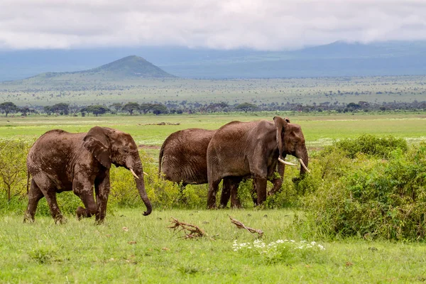 肯尼亚安博塞利国家公园的大象 — 图库照片
